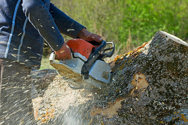 Best Tree Disease Treatment  in Morrilton, AR